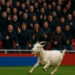 коза бегает по футбольному полю, болельщики недовольны